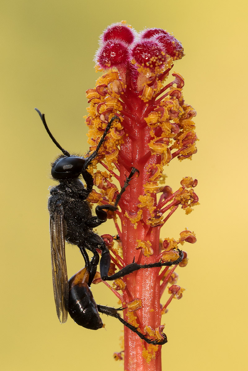 Sphecidae: Palmodes cfr. occitanicus, maschio